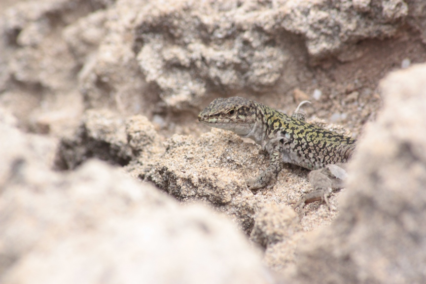 lacerta agricola? (Podarcis siculus)